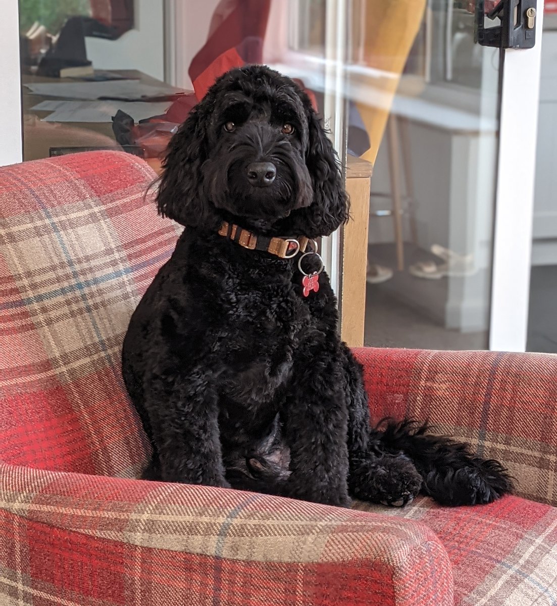 infoscribbles's tweet photo. I just love the warm weather (although my studio is roasting!), even Ruben's summer ready with a new haircut courtesy of @spotthedoggroomer
#dogsworkingfromhome #dogsofinstagram #workingfromhomeperks https://t.co/xjc2UduALp