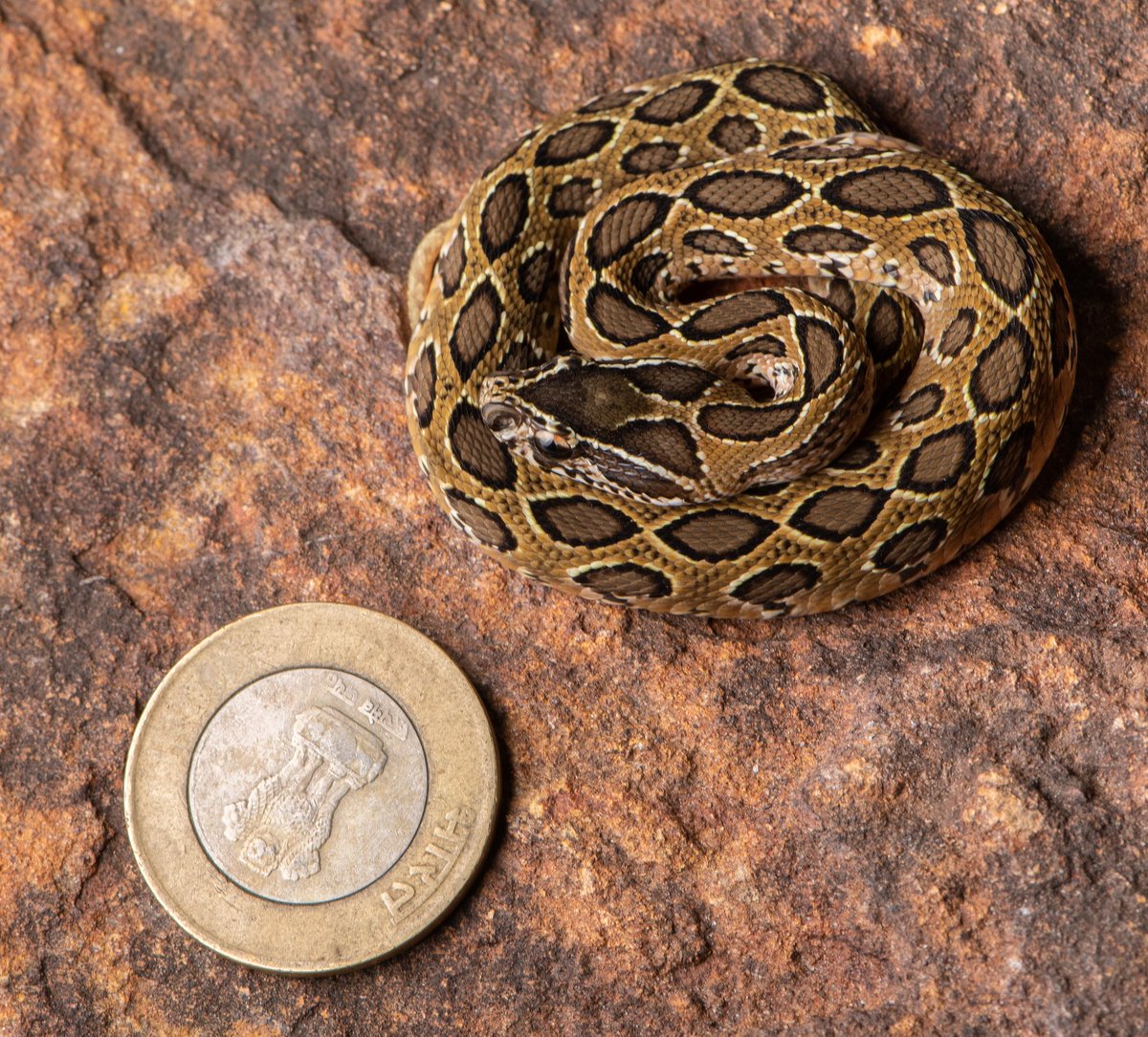 Russell's viper baby. Seems like a lot of baby #reptiles coming out now. 

#snake #snakesofindia #TwitterNatureCommunity #viper #nature #NaturePhotography #babyanimal