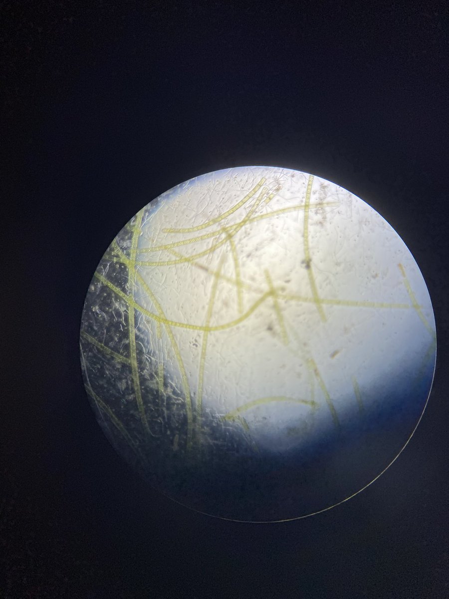 Another great morning #PonderingPondLife with P5 <a href="/RavenswoodPS/">Ravenswood</a> we discovered algae grown in the dark doesn’t thrive as well as when grown in the sunshine 1/2 <a href="/RaiseScotland/">RAiSE</a> <a href="/EBSOClab/">EBSOC Lab</a>