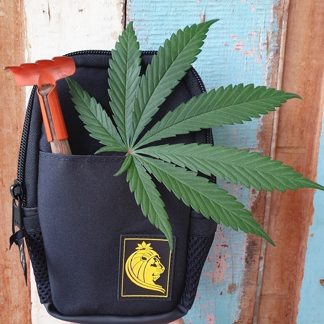 SmokeBuddies's tweet photo. "Cada dia traz sua alegria e sua pena, e também sua lição proveitosa." - José Saramago.
_
foto @tharitli
_
#BomDia #PuffLife #SmokeBuddies #Normalize #Maconha #Cannabis https://t.co/wiCvnl3GOV