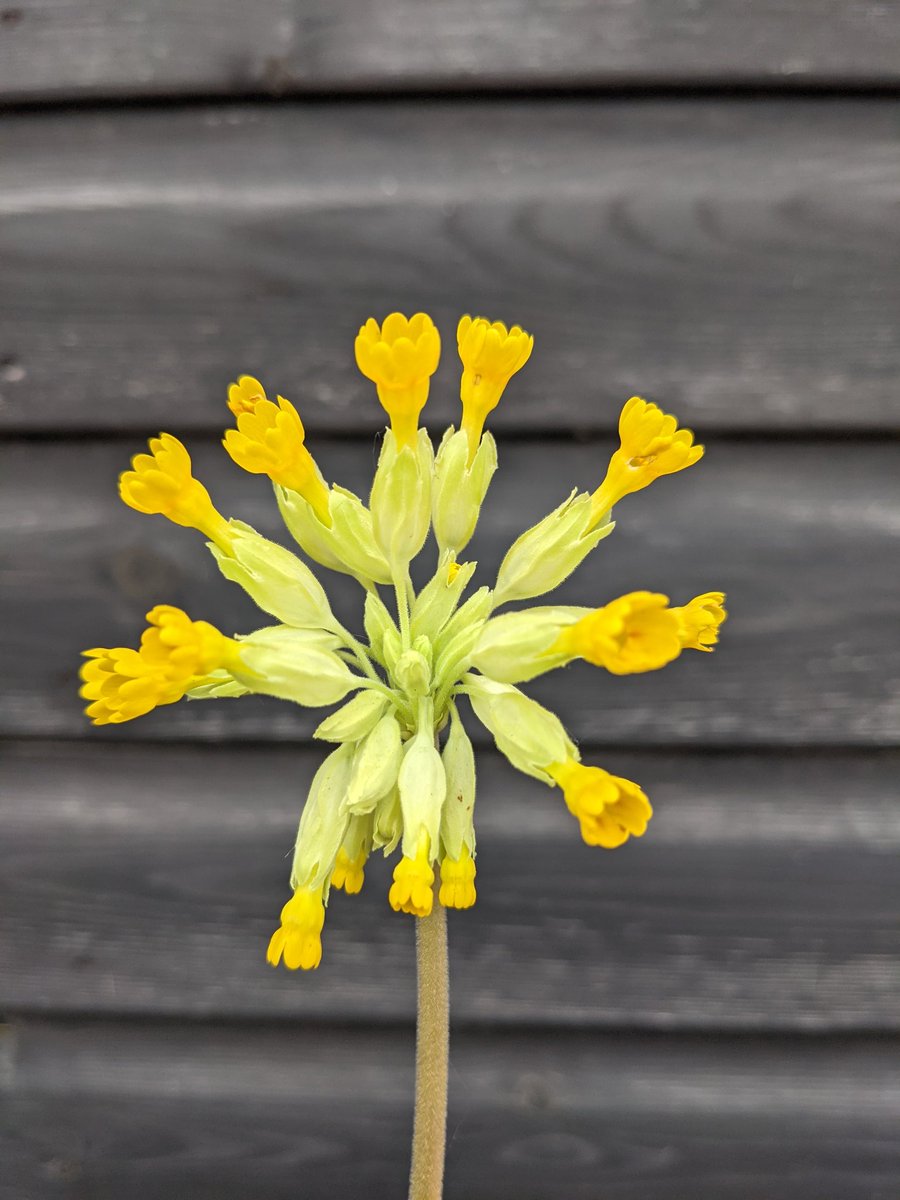 Wild flower identification streaming, kicking off at 20:30 BST today