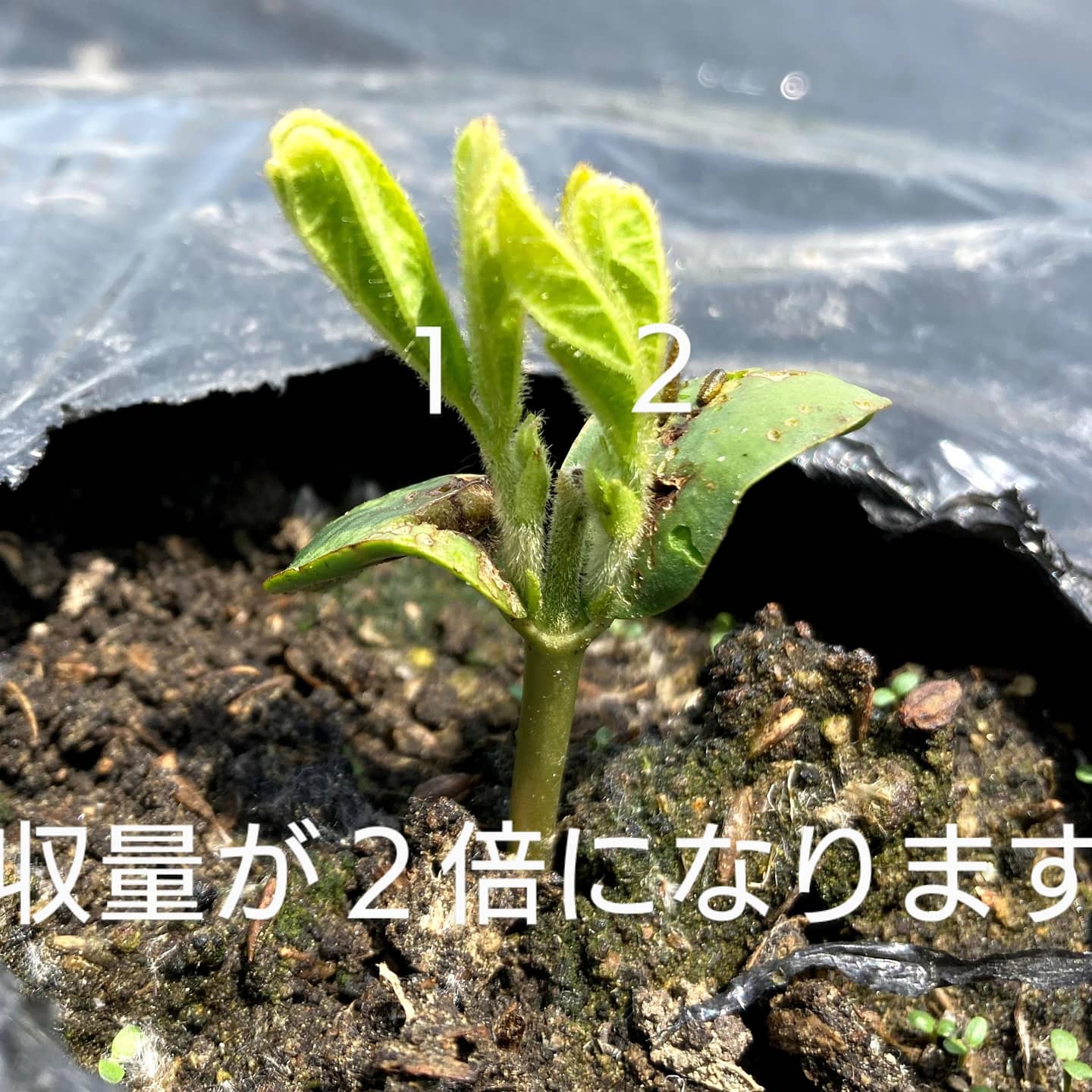 断根 Twitter Search Twitter