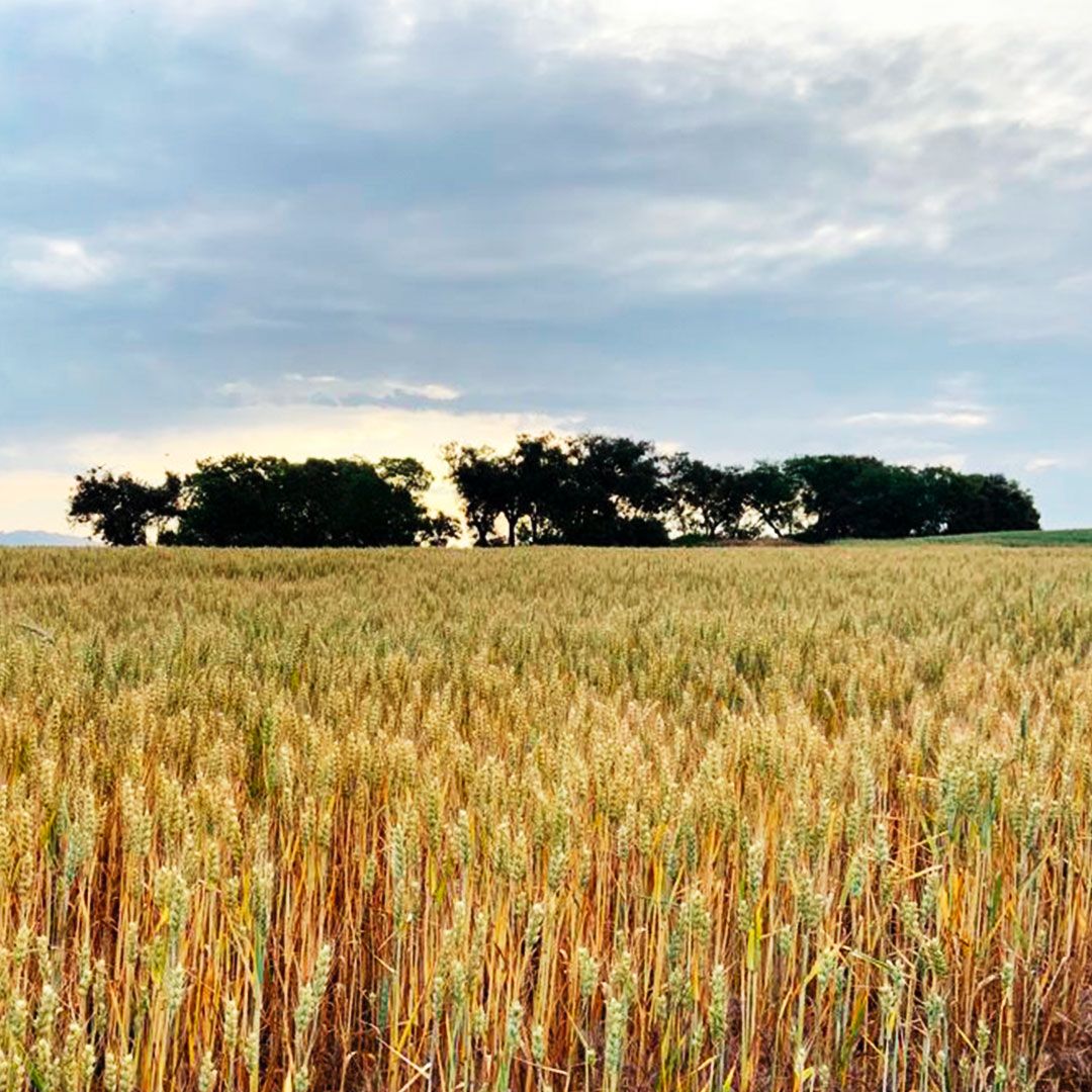 Harinera Roca tweet media