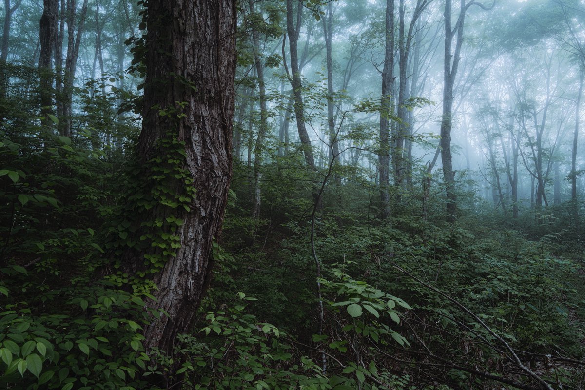 makoto_igari's tweet image. Moody forest
・
moody forestの練習を兼ねて森を彷徨ってみた
・
#SonyAlpha #Moodyforest