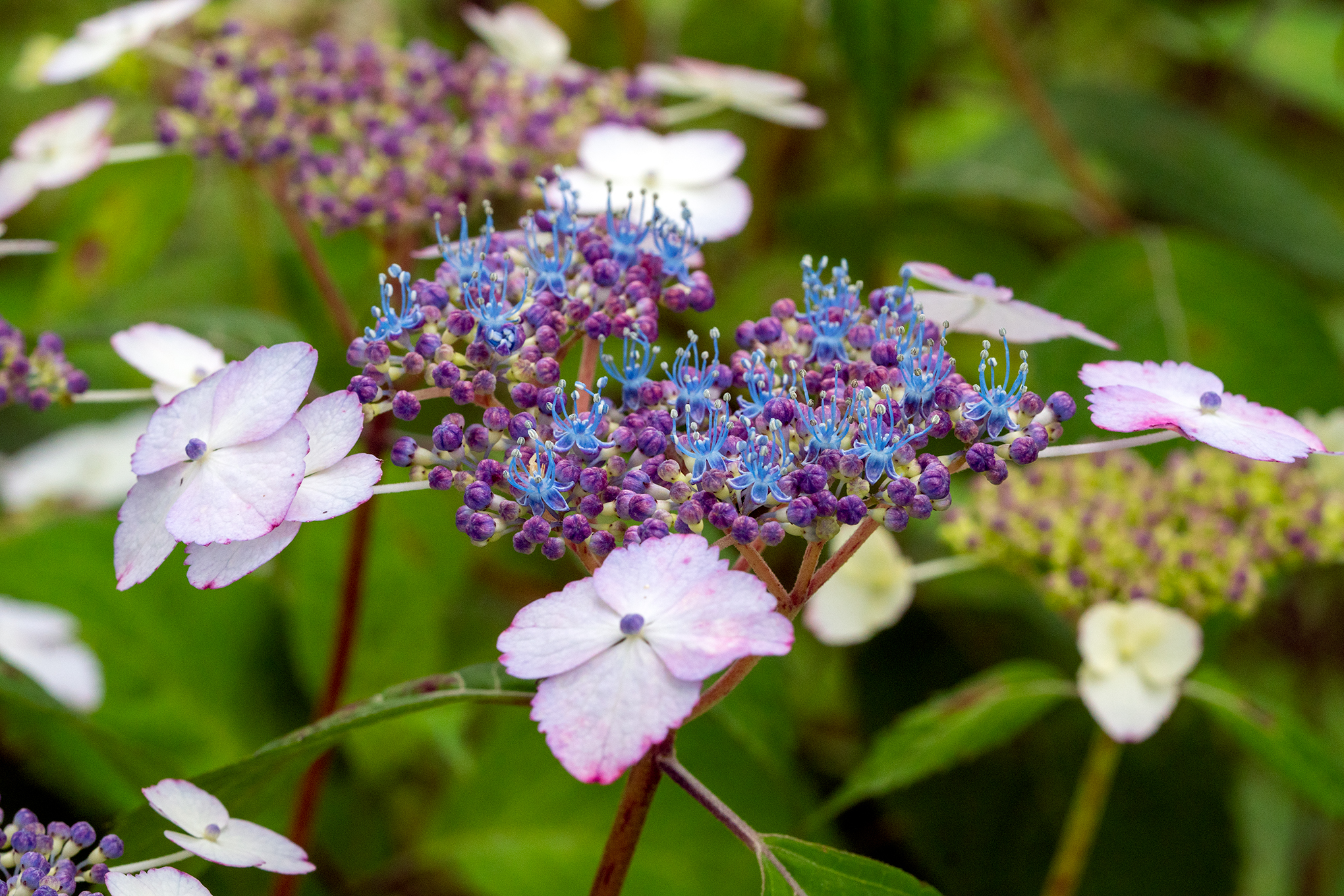 Koikoi 今日の花 ガクアジサイその２ この周りの花は飾りの花 装飾花 で虫を呼び寄せるためにあるのだそうです ガクアジサイは元々アジサイの原種なんですが 最近では園芸種も沢山ありますね 植物 園芸種 T Co Aryhbhtvzs Twitter