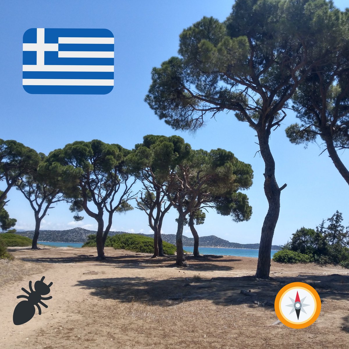 Cataglyfilosofi's tweet image. Let the field season 2021 begin 🤩 #Cataglyphis #Navigation #Magnetoreception 
@Grob_in