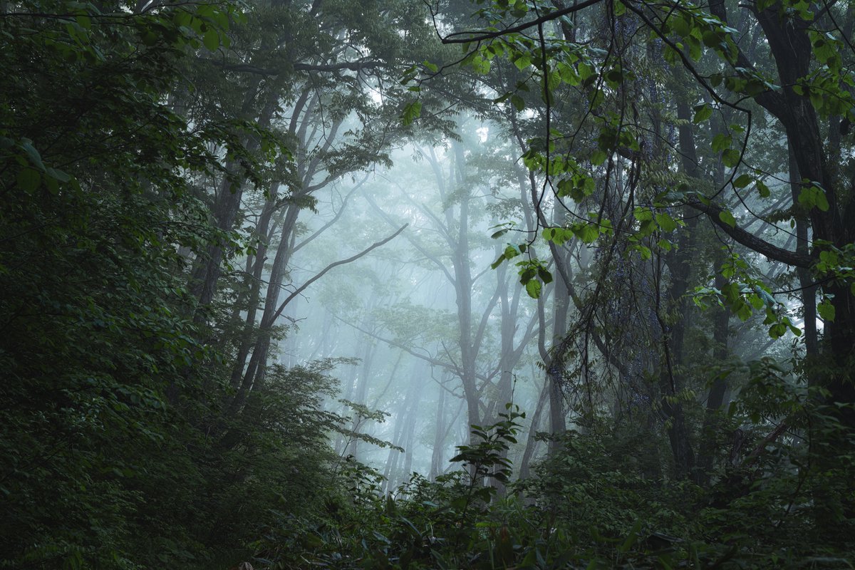 makoto_igari's tweet image. Moody forest
・
moody forestの練習を兼ねて森を彷徨ってみた
・
#SonyAlpha #Moodyforest