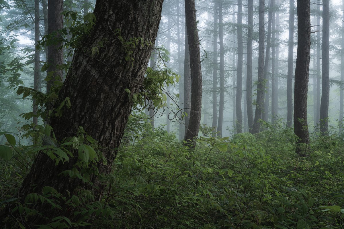 makoto_igari's tweet image. Moody forest
・
moody forestの練習を兼ねて森を彷徨ってみた
・
#SonyAlpha #Moodyforest