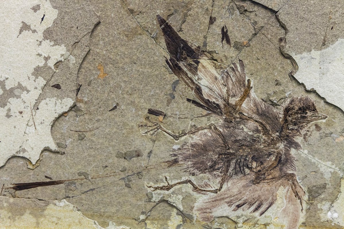 フミフミ on Twitter