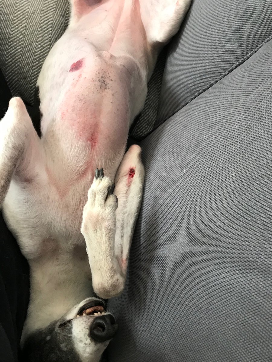 Nina fell in the lake and got a ninjary or two *giggles behind paws*