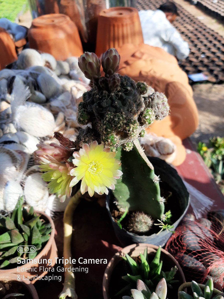 EdenicFlora's tweet image. Flowering on Cactus. We are offering #Gardening_services, #Landscape_Design &amp;amp; #Development_services, #Maintenance_services for landscape areas/lawns and #Indoor_plants and #Insects_Pests_Control services. For more details, kindly contact
Mobile No.
👉0305-7009093,
👉0337-7009093