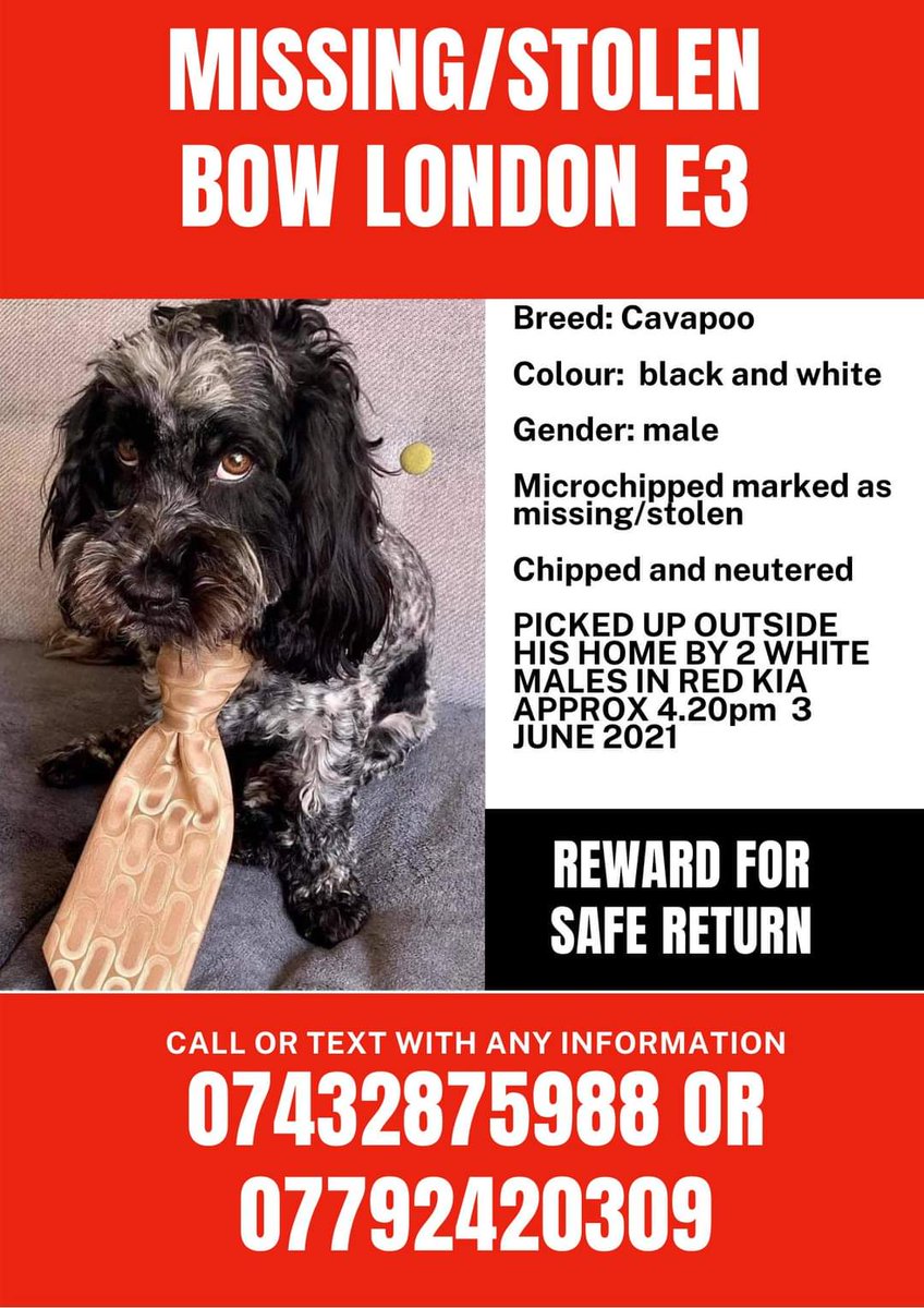 joannew0112's tweet photo. @CrimeLdn pls share, owners are appealing for help to #FindMax he was seen being picked up outside his home Blondin St, Bow #London E3 2 males picked him up and put him in Red Kia 3 June approx 4.20 pm and drove off. https://t.co/IjXHLvvidB https://t.co/UZ8uorN5Lo