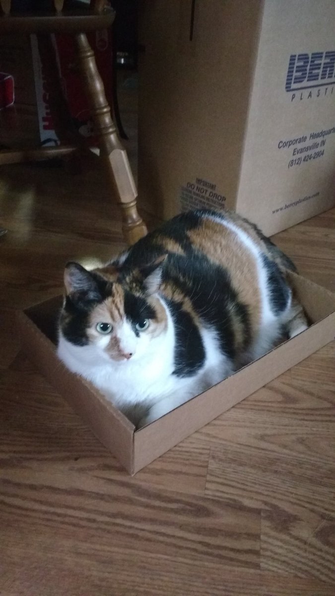 @catsdotexe She's fat, but was never mean. But, she always had her own box lol. I'll miss you baby girl 💔😭