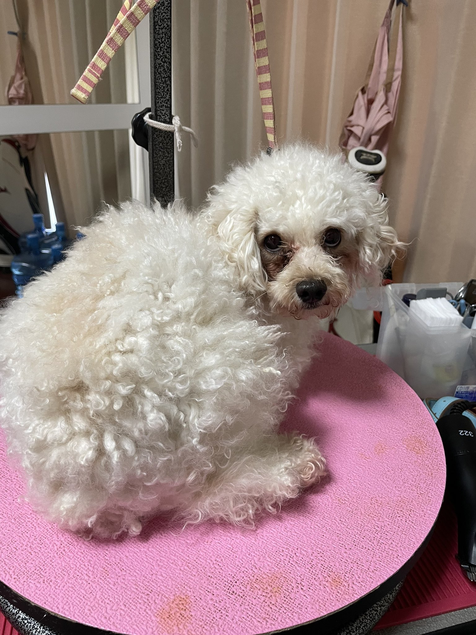 出張トリマー Twitter Search Twitter