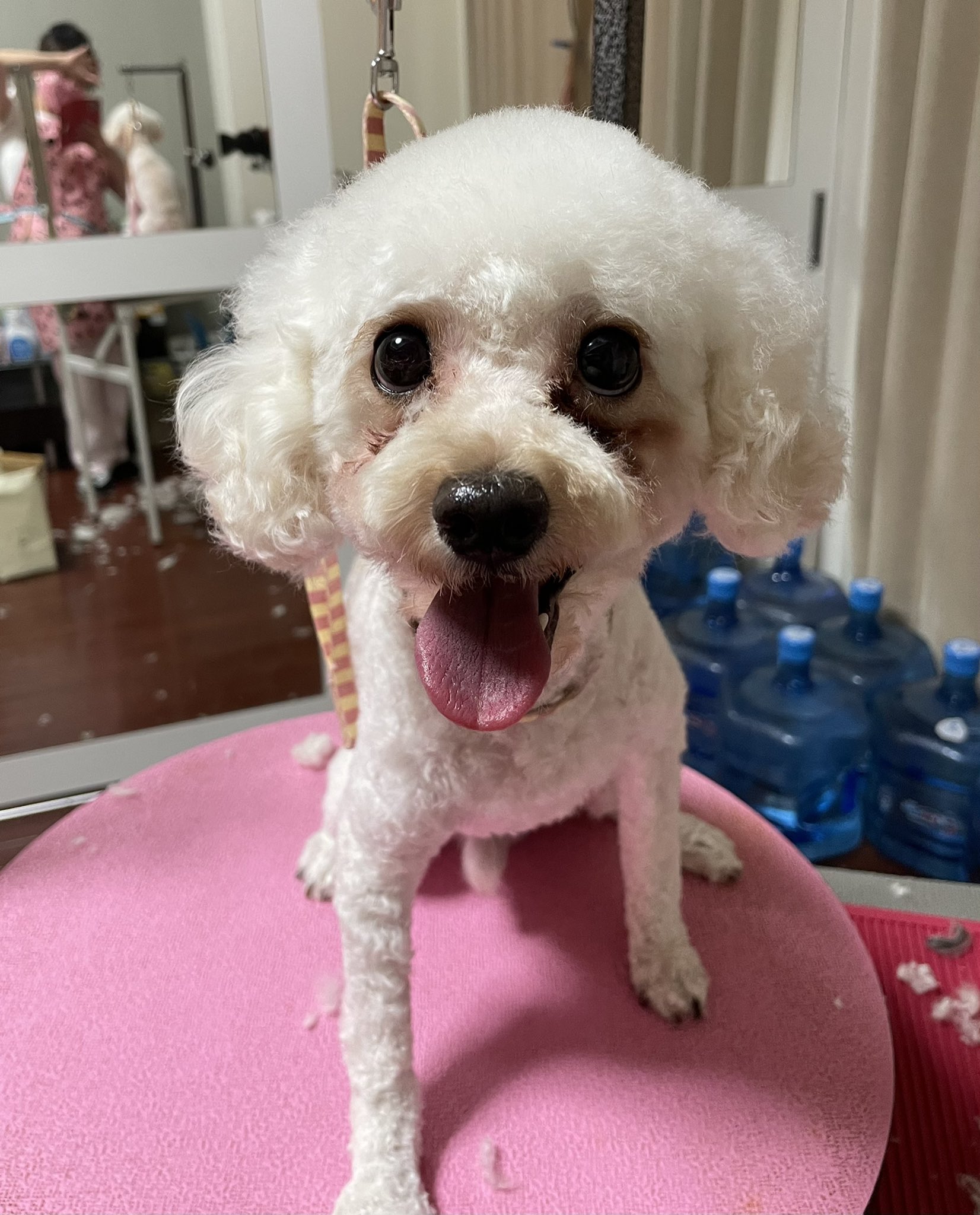 出張トリマー Twitter Search Twitter