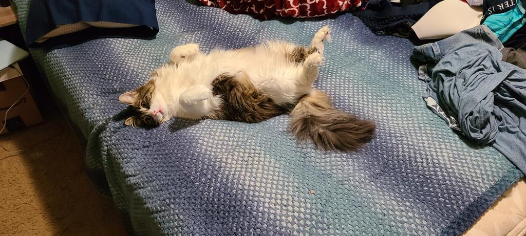 AsassinKitteh ๐๐๐ค๐๐๐ฆ๐งโโ๏ธ๐งโโ๏ธ tweet media