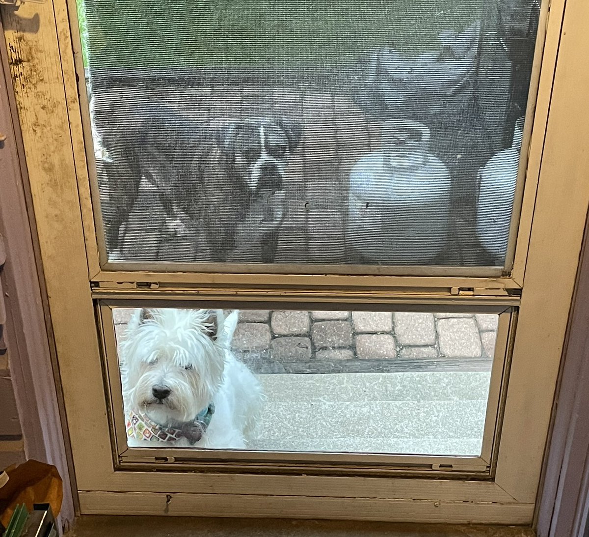 EnzoWestie's tweet photo. Is #breakfast ready? #mybuddyquinn #westie #lifeinaustin #hungry https://t.co/sg2lQLPVid