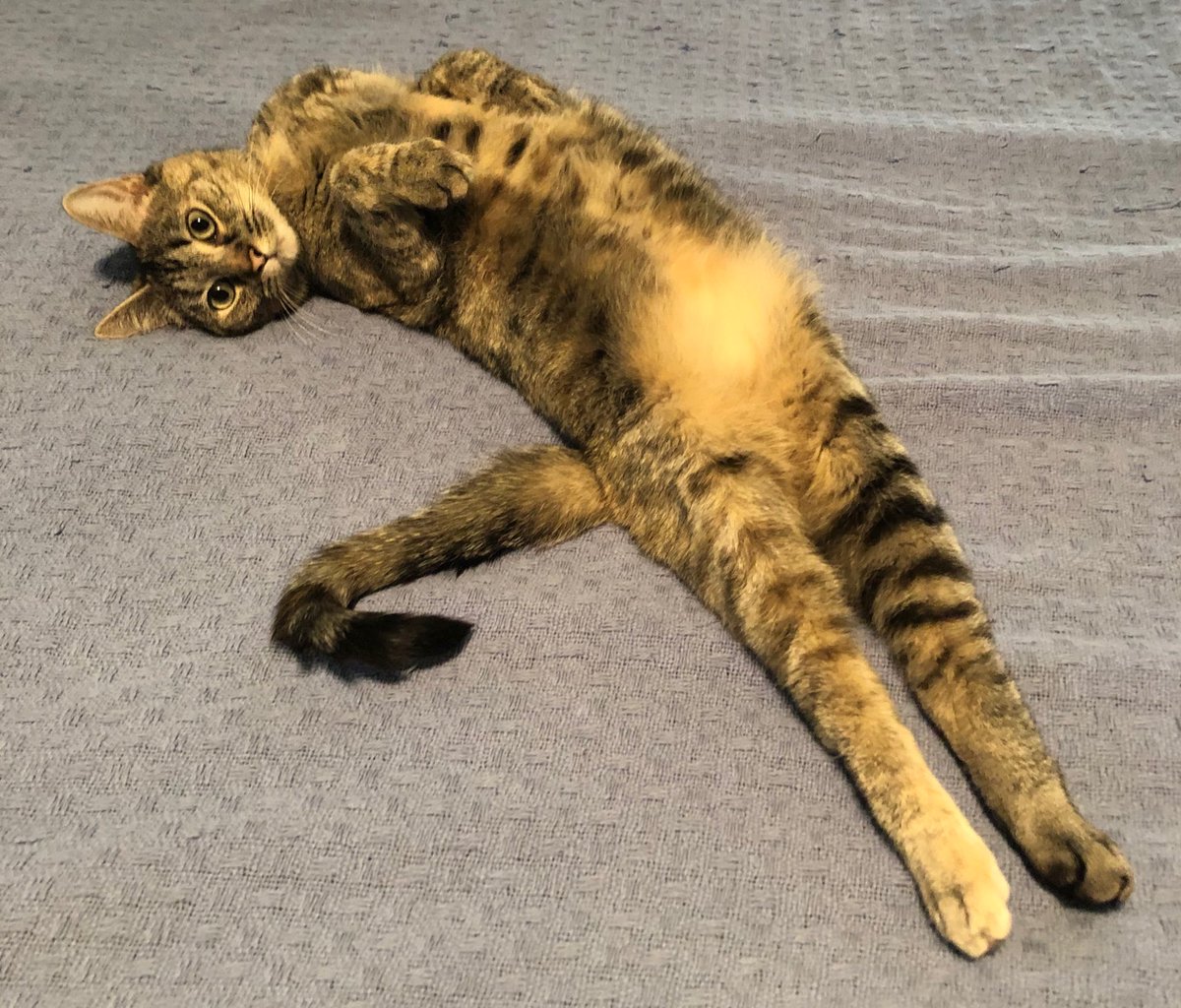 Sun is shining & I am doing my morning stretch! Happy #jellybellyfriday & #NationalHugYourCatDay & #NationalDonutDay 🍩 I hope something in your day makes you laugh & smile😹😻#CatsOfTwitter #cats #TabbyTroop #FridayVibes