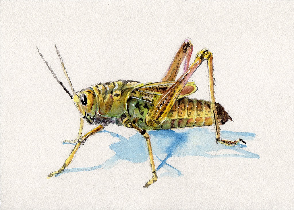 いや 見た目レディバから道具での分岐進化でしょ 虫の日 岩根雅明 Masaaki Iwaneのイラスト