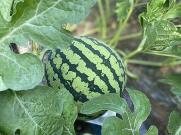 21年版 スイカの雄花と雌花ってどうなってるの シーズン出荷玉 幻の 福賀すいか の栽培の様子をお届け 授粉 Ume Farm