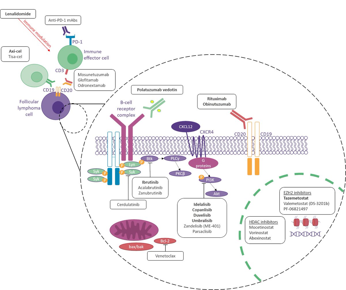 lymphomahub's tweet photo. πIn the lead-up to the #LymHubSS, read an overview of the novel and emerging targeted therapies for the treatment of follicular #lymphoma:
πhttps://t.co/RvdR1dJsmcπ
The symposium will include a talk on the sequencing of therapy for difficult-to-treat FL.
#lymsm https://t.co/yphH9nIlgr