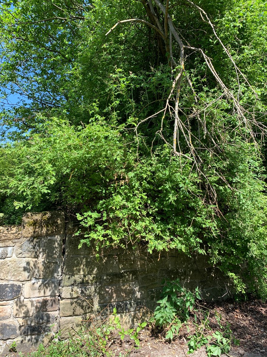 The_Skill_Mill's tweet image. A busy week in the #sunshine across our sites. Great before and after photos from some local #cyclepaths in #Newcastle! 

If you require #environmentalmaintenance services get in touch. 

@urbangreenncl @nestrg @ssescotland @EDGENorthEast1 @NU_Foundation @TyneRiversTrust