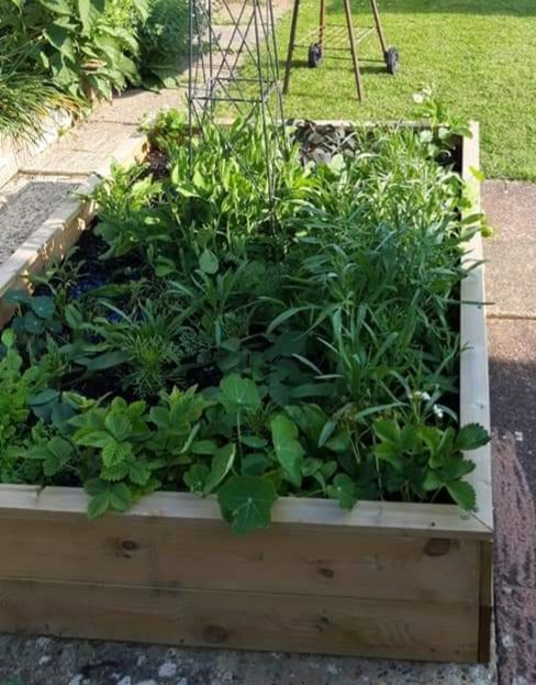Bee_Wiles1's tweet photo. A week of warm sunshine has made such a difference. Very pleased with the #Harrod boxes, made in sunny Suffolk https://t.co/E4TT9Y0GOZ