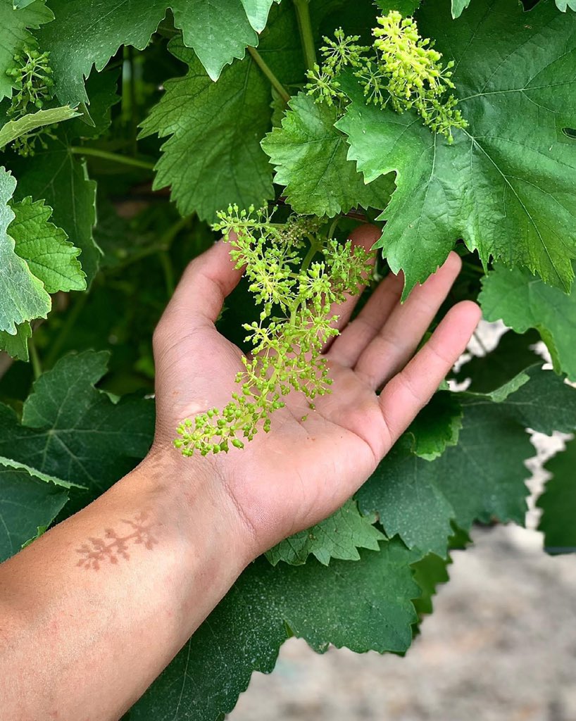 campobello_wine's tweet photo. Il nostro Grillo. 💚
Our Grillo.
#cristodicampobello #grillo #sicilia #campobellodilicata #siciliadoc #vigneti #vigna #grappoli #uva #natura #vineyards #grapes #waitingfor #Lalùci #nature #green #naturephotography #sicily #sicilianwine #wine #winelover https://t.co/YEOSNH0utR