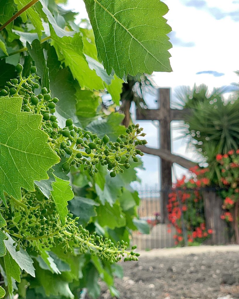 campobello_wine's tweet photo. Il nostro Grillo. 💚
Our Grillo.
#cristodicampobello #grillo #sicilia #campobellodilicata #siciliadoc #vigneti #vigna #grappoli #uva #natura #vineyards #grapes #waitingfor #Lalùci #nature #green #naturephotography #sicily #sicilianwine #wine #winelover https://t.co/YEOSNH0utR