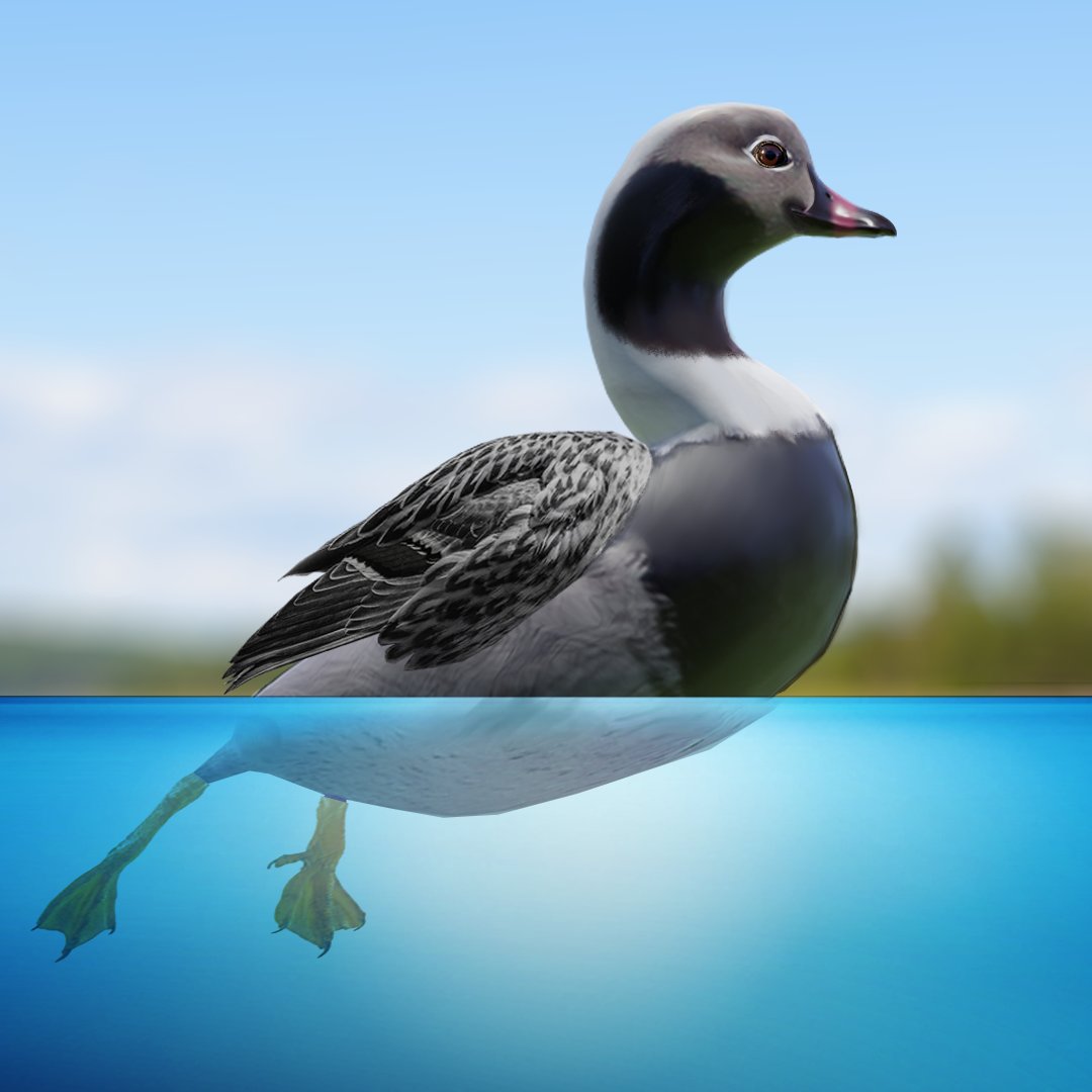 BirdingSim's tweet photo. New post on our #instagram!

https://t.co/pB1vIFsv3Q

#NewPost #birding #bird #birdgame #Duck https://t.co/sIq56Q4EqQ