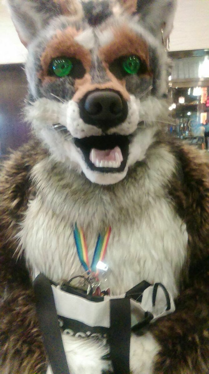farley_redwolf's tweet photo. I have a bag of goodies! *nom, nom*
#FursuitFriday https://t.co/8K0zsfLI0P