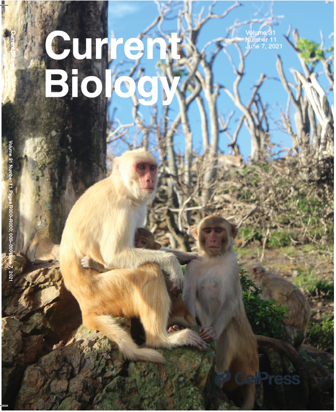 Lauren Brent (@ljnbrent) on Twitter photo Delighted to have our paper bit.ly/3dNkmbE featured on today’s cover of Current Biology! I took this shot 13mos after Hurricane Maria devasted Puerto Rico and <a href="/CayoSantiagoPR/">Caribbean Primate Research Center</a> – it shows the sustained effects Maria had on the macaques who live there. Delighted to have our paper bit.ly/3dNkmbE featured on today’s cover of Current Biology! I took this shot 13mos after Hurricane Maria devasted Puerto Rico and <a href="/CayoSantiagoPR/">Caribbean Primate Research Center</a> – it shows the sustained effects Maria had on the macaques who live there.