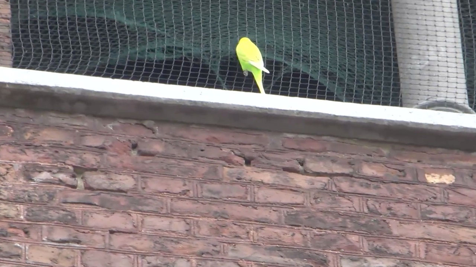 Brandweer redt parkiet uit Kerkraadse kerktoren:..