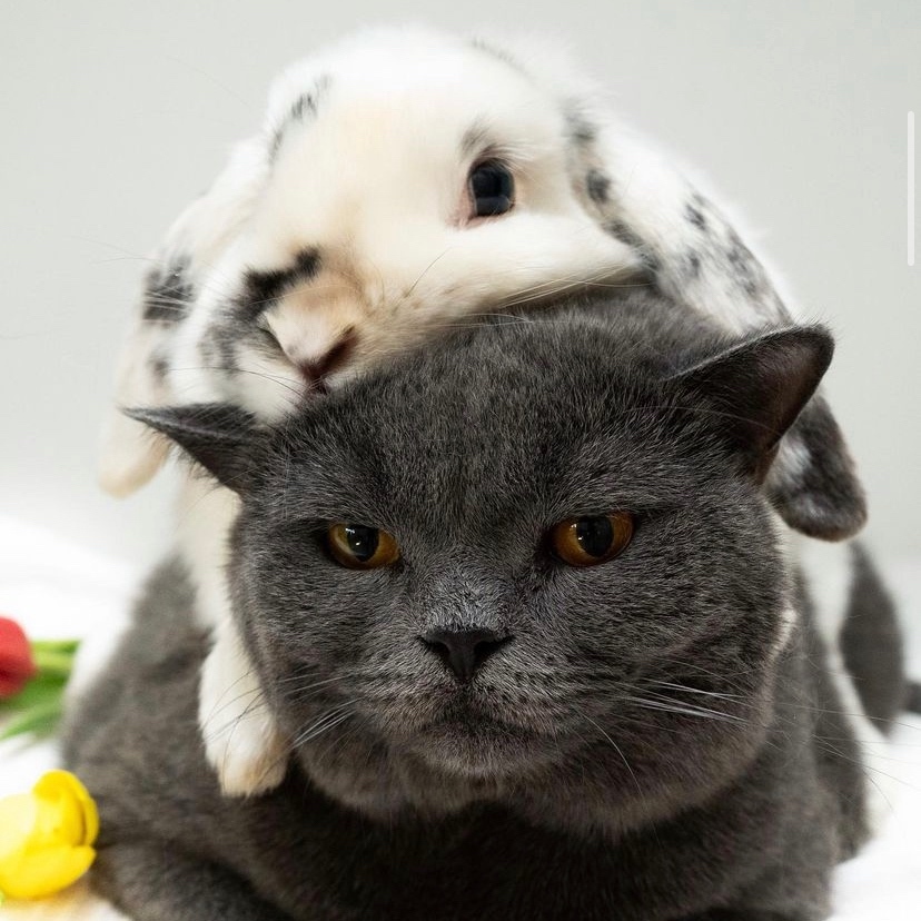 ouragami_'s tweet photo. Stacks on stacks, but make it cute. 😻

Happy National #HugYourCat day! Give them a little hug for us, will ya?

(📸 @amy_simba) https://t.co/jb4xj4629s