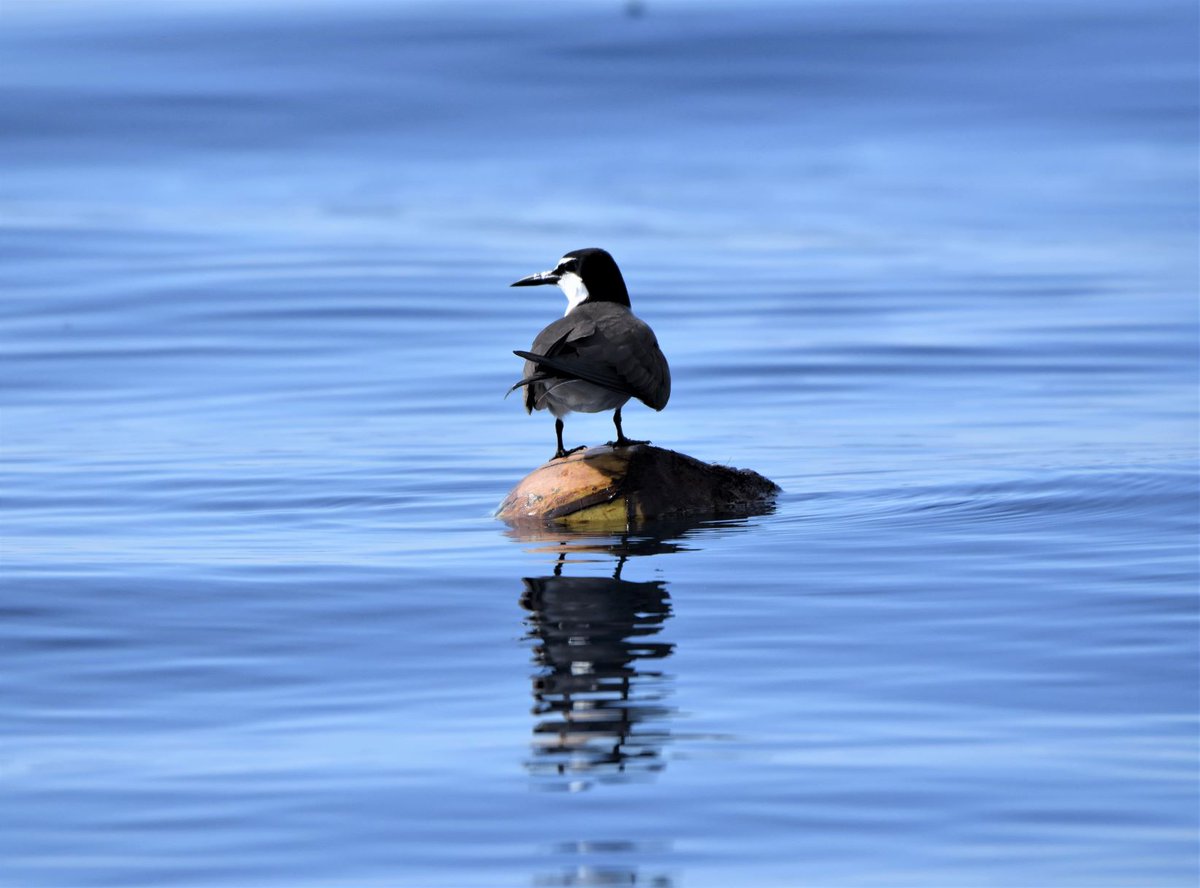 ElNidoArtcafe's tweet photo. BRIDLED TERN couple.
spotted this morning at sea.
Super lucky to have brought the camera along fishing.
#Palawanbirds #birdsofelnido #Seabirds #elnidopalawan #birdphotography #elnidobirds #birds #birdwatching #birdwatchers #BridledTern #elnido #palawanlife #wildlife #tern https://t.co/QCm7v4V5Ps