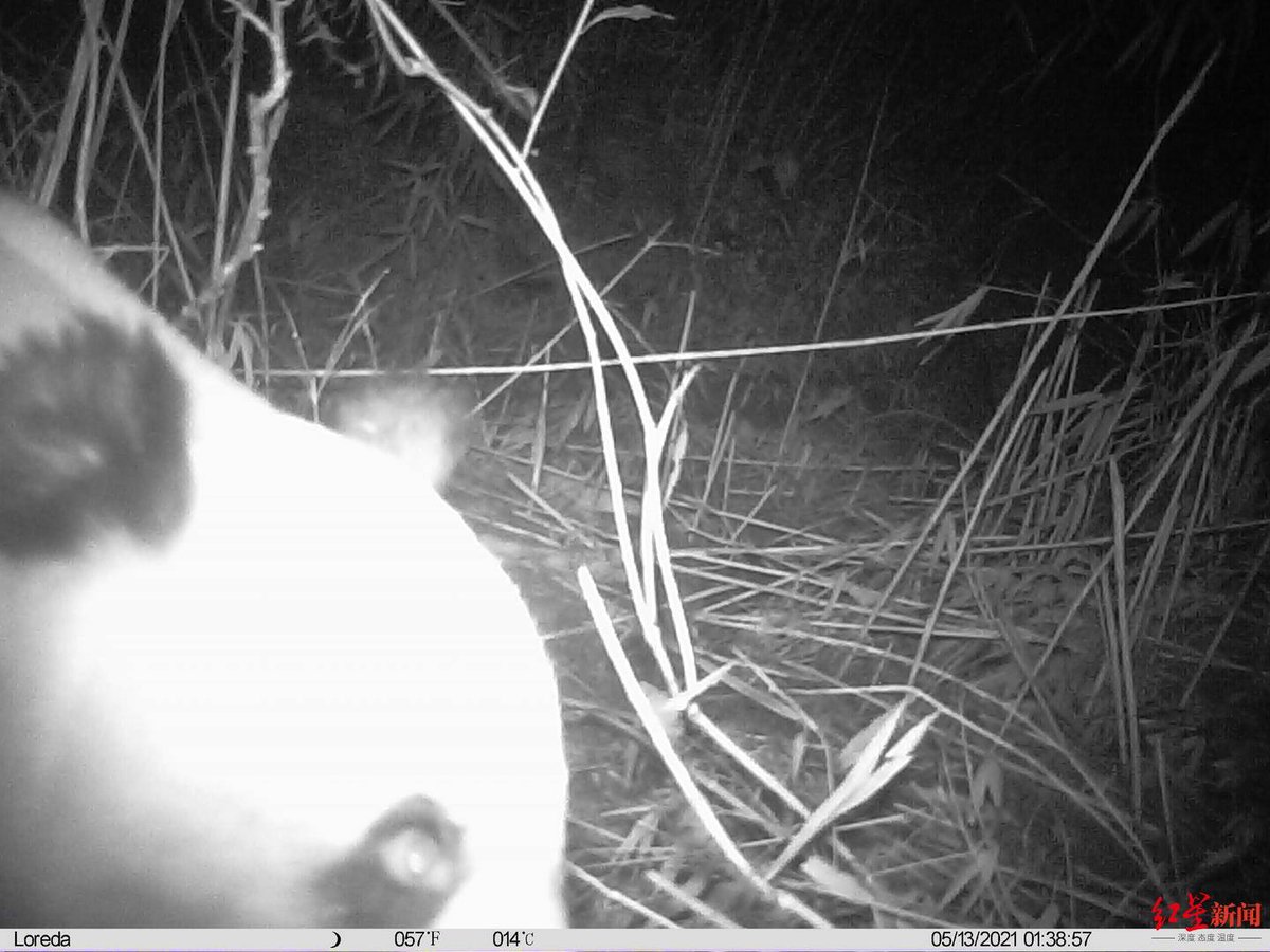 pandas_fr's tweet photo. 🐼🐾 Un #panda sauvage photographié en train de se nourrir d'une carcasse de #takin dans la réserve naturelle de #Laohegou (#Sichuan) ⤵️
https://t.co/AkTXUptmgI
#giantpanda #pandageant https://t.co/jKXJ07N9Xl