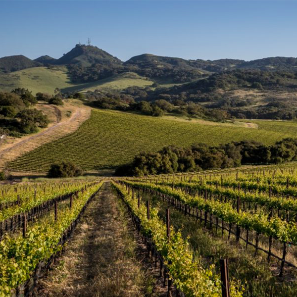 Armit Wines tweet media