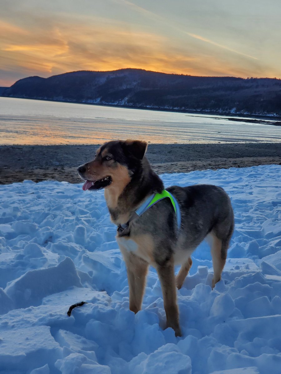 Congratulations to this week's #noxgear winner, @S_kolanko!

Bohkee is gorgeous in her LightHound!

#noxgearnation, we choose a new winner every week!  Post your awesome pics using the #noxgear hashtag and you may be next.