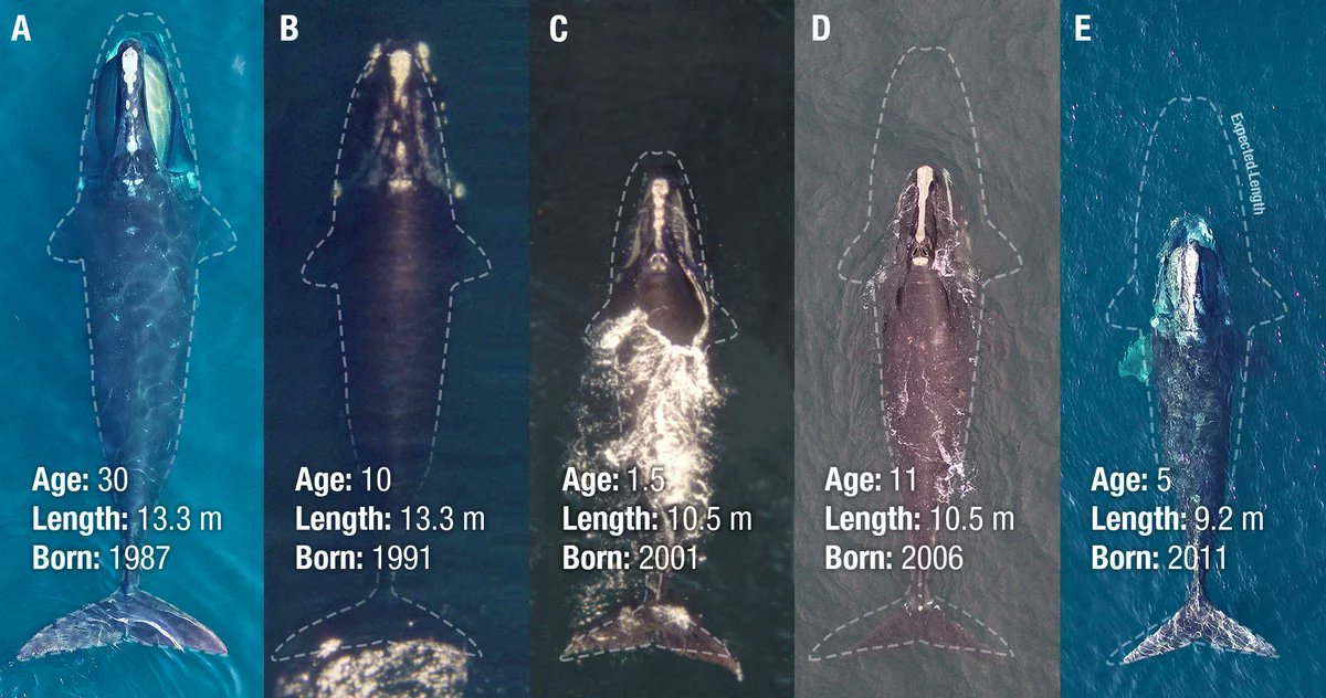 davebard's tweet photo. endangered right #whales are shrinking https://t.co/myRLkJXth3 @NOAAFisheries @NEAQ @WHOI @OregonState #entanglements https://t.co/0LvTte1Xlw