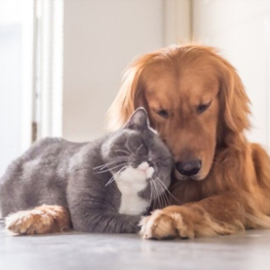 SparkySteps's tweet photo. Happy Hug Your Cat Day.
#cat #catlove #happyhug #catday #catsitters #chicago #sparkysteps #picoftheday #instagram #cats #catofinstagram https://t.co/TD8WFVWgbe