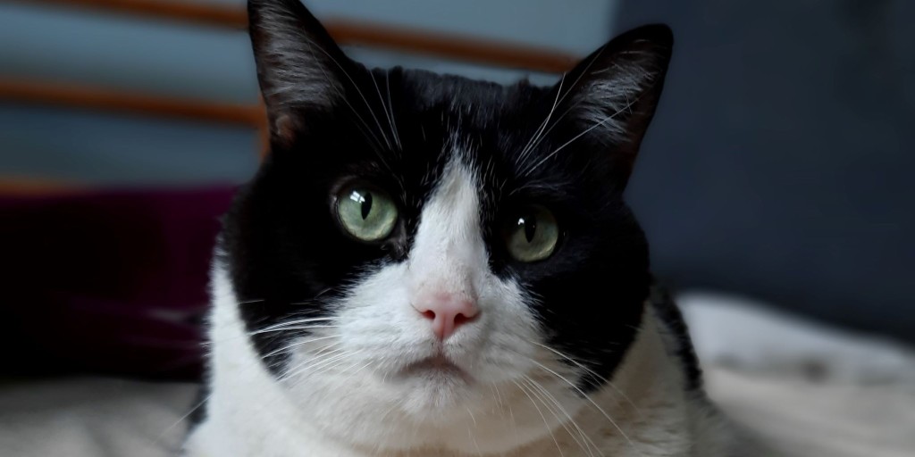 Shoshanna is just as lovable as that sweet face suggests! She is, however, a chonker in need of a weight loss regime. Everybody loves a big kitteh, but this fabulous feline needs to drop a few lbs to be comfortable. Can you help a girl out?