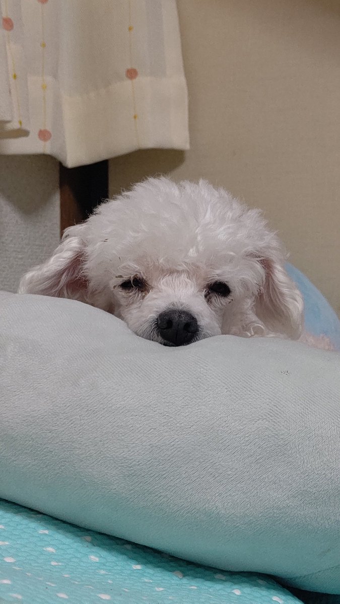 uwan_'s tweet photo. 本日20時頃ルゥさんお空へ向かわせました。
いろいろあり『安楽死』という選択での
旅立ちになりましたが もう苦しくない。
決断まですごく悩んだ…時間がかかったけど
後悔はない…でもやっぱさみしい…
#秘密結社老犬倶楽部天国支部 https://t.co/bgRgsrOwK3
