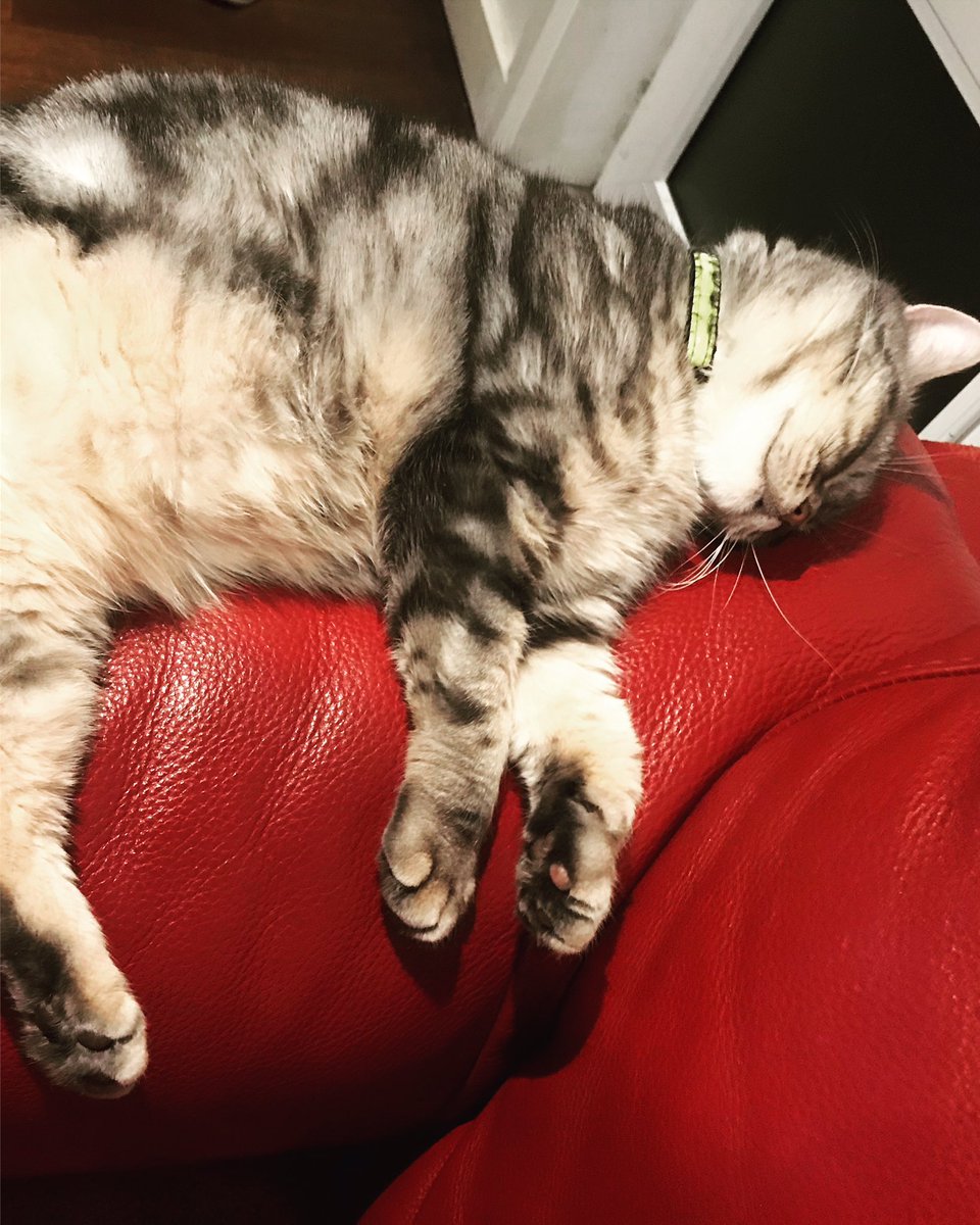 rakheeghelani's tweet photo. This is what bliss looks like #cats #kitthecat https://t.co/annwSZK2kU