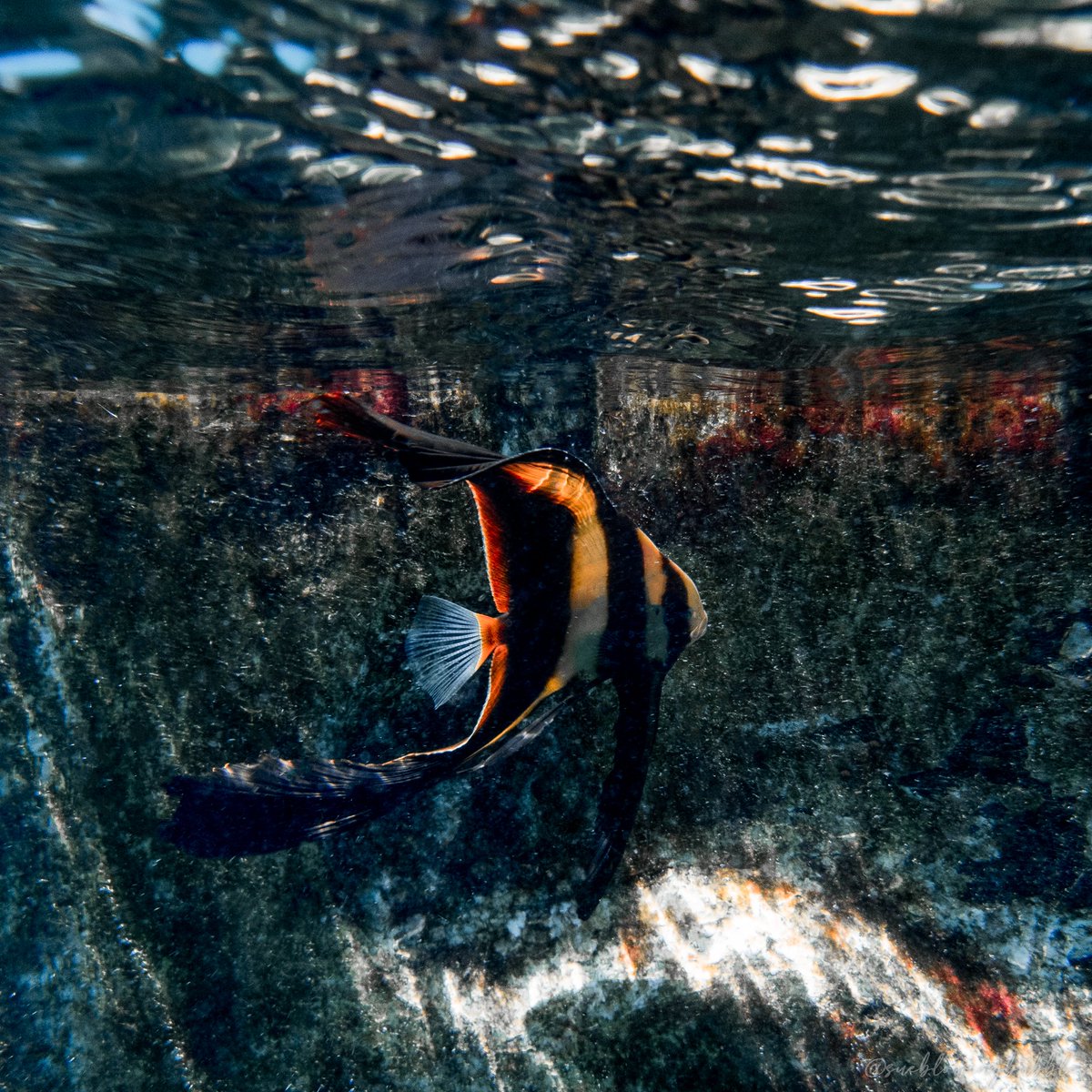 suebaumeyer's tweet photo. Juvenile Batfish 💙
📍Japanese Garden, Koh Tao
📸Olympus TG 5
@blackturtledive
#scubadiving #scubadivingkohtao #scubadivingthailand #juvenilebatfish #batfish #oceanphotography #uwphotography #underwaterworld #blackturtledive #oceanexplorers #kohtao #thailand #oceanoffice https://t.co/i8Gn8A0VQQ
