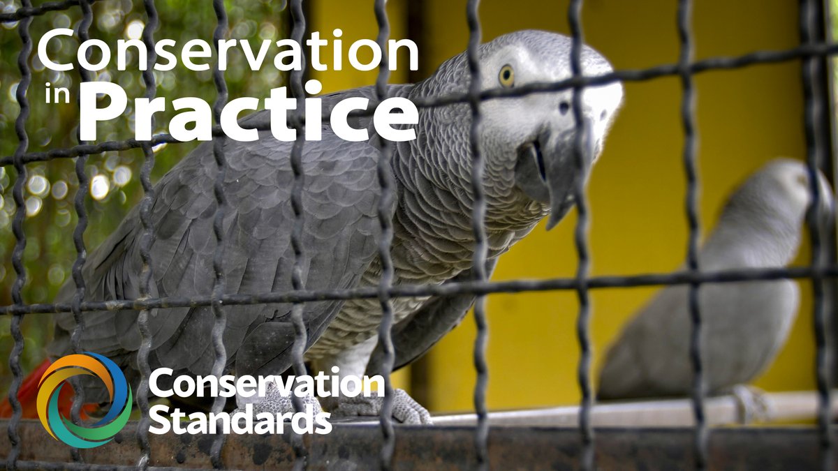 TESTIMONIAL | In addition to using the #ConservationStandards in managing their reserves, CMP partner <a href="/USFWS/">U.S. Fish and Wildlife Service</a> (<a href="/USFWSIntl/">USFWS International</a>) also uses the Standards in their work tackling illegal #wildlifetrade &amp; saving species from #extinction #CMPVideoSeries #FeatureFriday youtu.be/5EAKc1PsYnc
