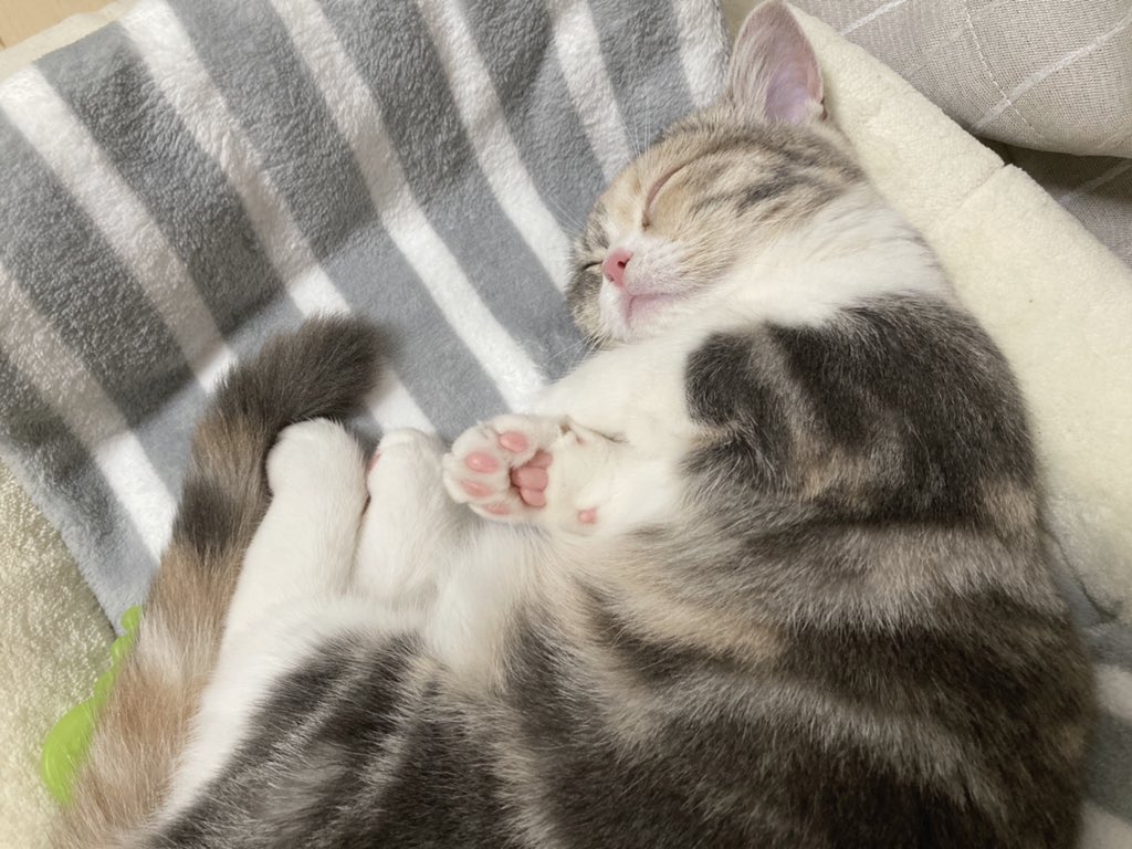 短足マンチカンすい 今週もみんなおつかれさまにゃ 猫 ねこ 子猫 マンチカン 週末 おつかれさま 猫写真 T Co Yazyvrzchh Twitter