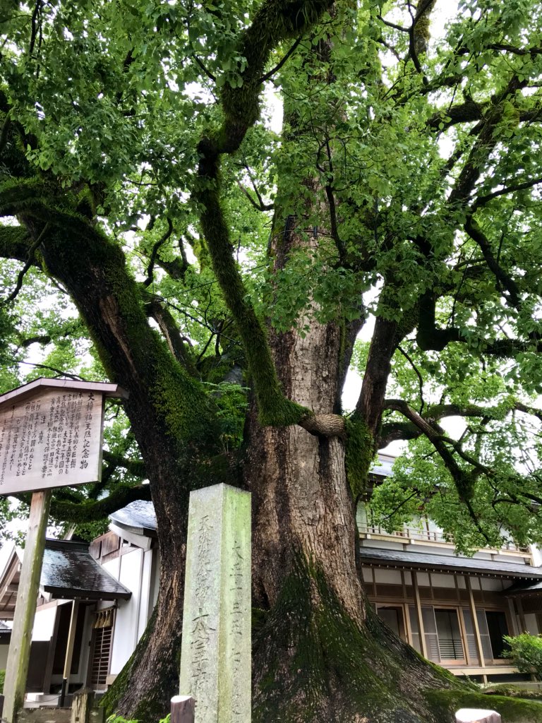 太宰府天満宮(福岡県太宰府市)
社格は官幣中社
祭神は菅原道真公
北野天満宮と共に、全国の天満宮の総本社とされる
優秀な右大臣であった道真公に、左大臣である藤原時平は嫉妬し、謀略を立てて道真公を太宰府に流刑にさせた
その後、都で災いが相次ぎ、祟りを恐れて道真公を祭神として祀った 