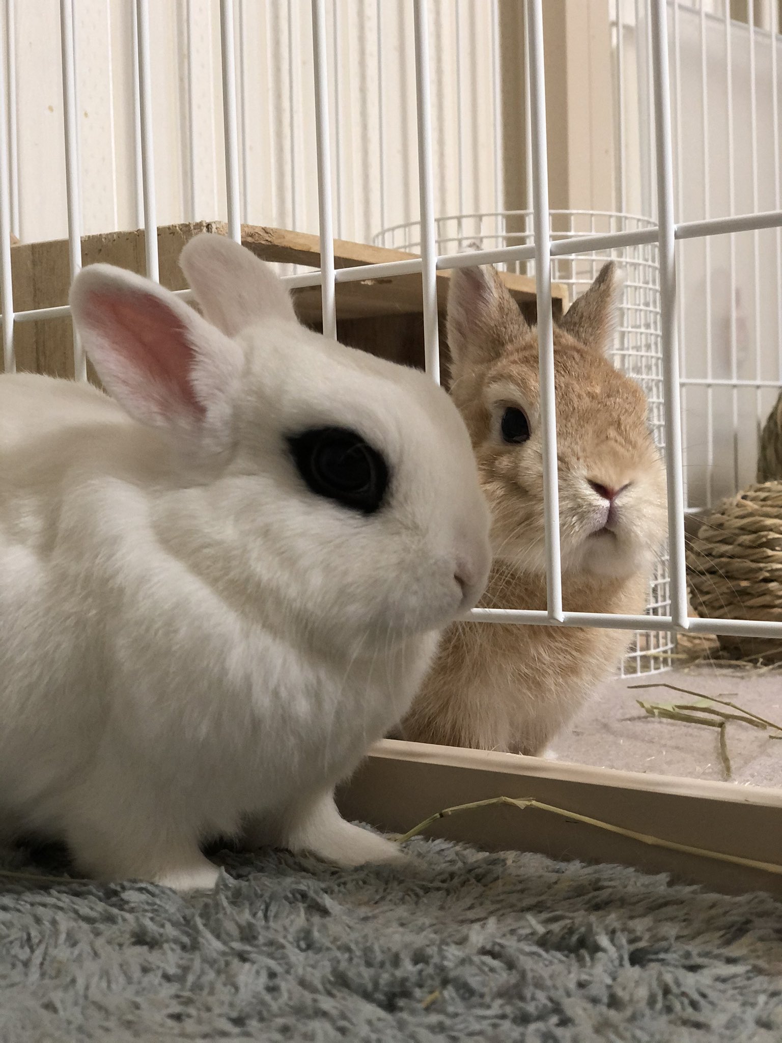Rie Habu うさぎファース党 ねぇねぇお母さん又撮ってる 私達の撮影するの好きね 目合わせちゃだめよ 調子づくから連写されるわよ と言ってそう 兎言葉わからなくてよかった かも T Co U0kyq3labj Twitter