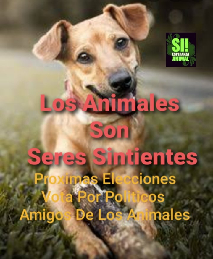 laurahdz28094's tweet photo. @nagoyo07 @Summer4Ever2015 @Rolandoleija @BritanniaZ @caracola7mares @richardd20161 @Kathy2803 @mm300518 @ZitaDurga @ZoraidaPalacios #YoVoyPorLosAnimales https://t.co/9rv9nZIxP7