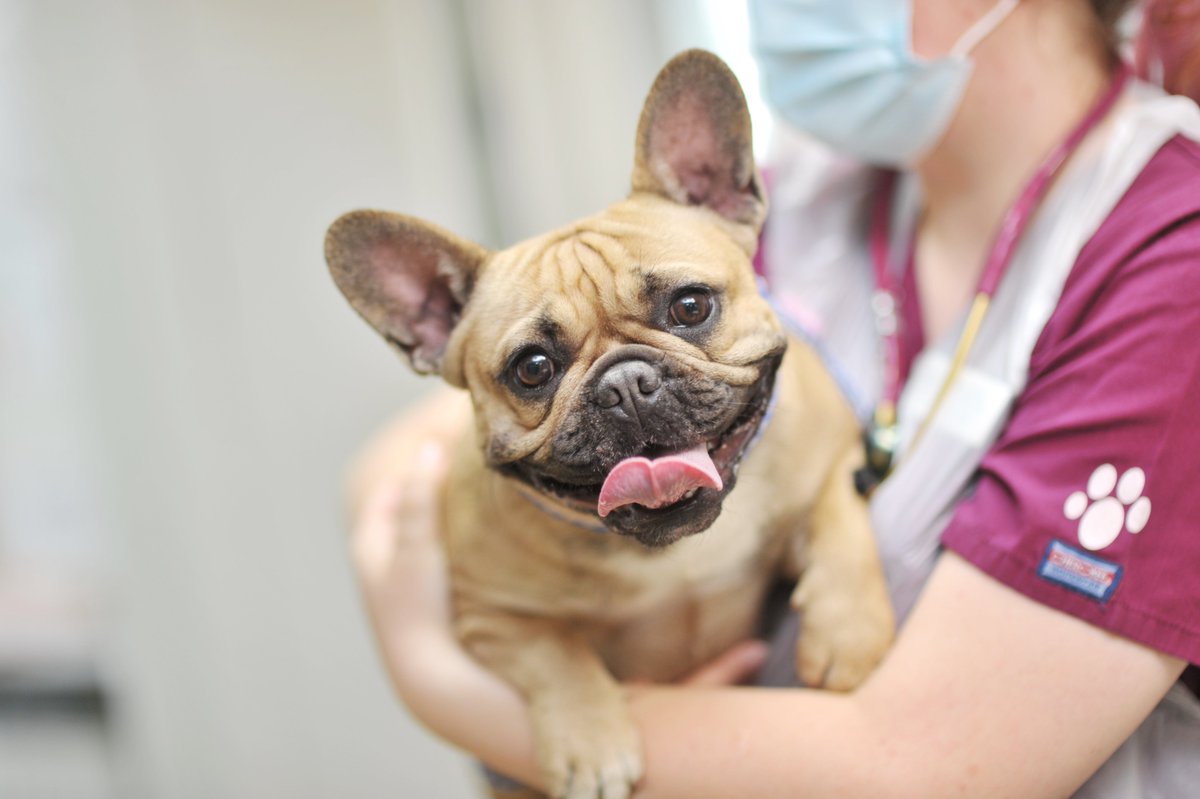 Please remember to keep your dogs cool in the hot weather, especially brachycephalic breeds who can be more prone to over heating #dogsoftwitter #HEATWAVE
